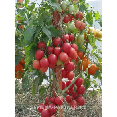 Tomato bush with red and green fruits in a field setting - Princess