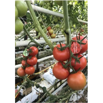 Спелые красные томаты на ветвях в теплице - ПРОВАЙН