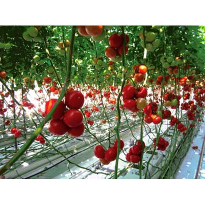 Томаты на кустах в теплице - ПРУНАКС