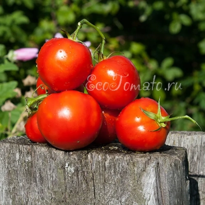 Красные томаты сорта Секретный Томат на деревянном подносе - ПТИЦА СЧАСТЬЯ