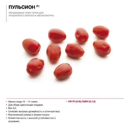 Красные томаты сорта ПУЛЬСИОН на белом фоне