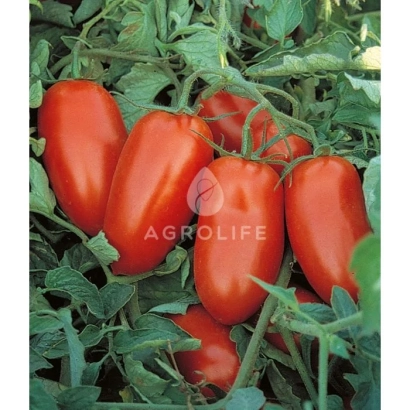 Червоні помідори сорту Пулрекс F1 на рослинні