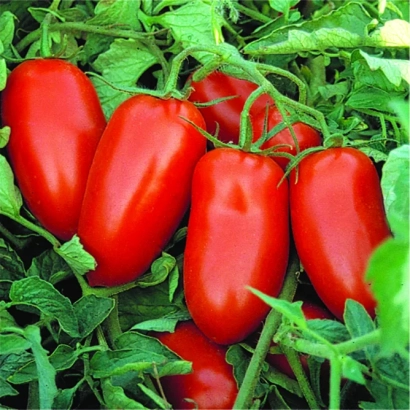 Красные томаты Пулрекс на зелёной листве - ПУЛРЭКС