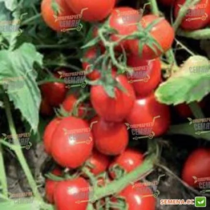 Красные помидоры сорта Пумба F1 на ветке