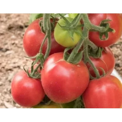 Спелые красные и зеленые помидоры на ветке - ПУШИСТИК КРАСНЫЙ