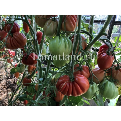 Томаты сорта Пузата Хата на растении, фото с надписью Tomatland.ru