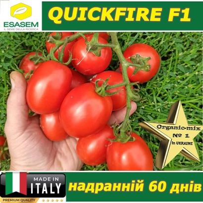 Красные томаты сорта Quickfire F1 на ветке, рука держит гроздь, надпись «QUICKFIRE F1» и «надранний 60 дней» - Квикфаер