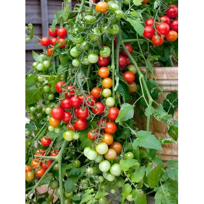 Ripe and unripe tomatoes on the vine - ROWAN BERRIES