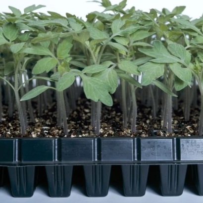 Сеянцы томата в лотках - Радар