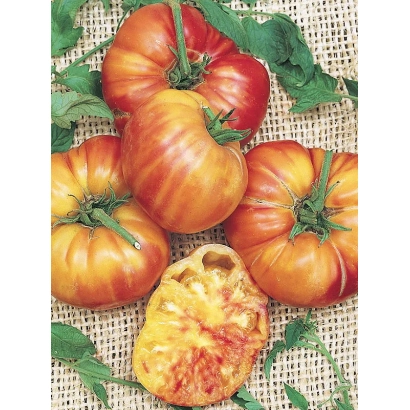 Томаты сорта Радуга на мешковине
