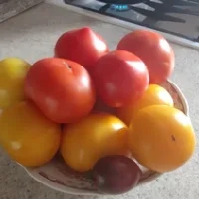 Корзина с красными и желтыми помидорами на столе - РАДУГА КУБАНИ