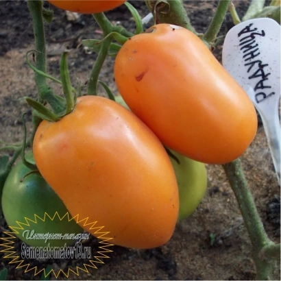 Томаты Радуница на кусте с плодами оранжевого и зеленого цвета