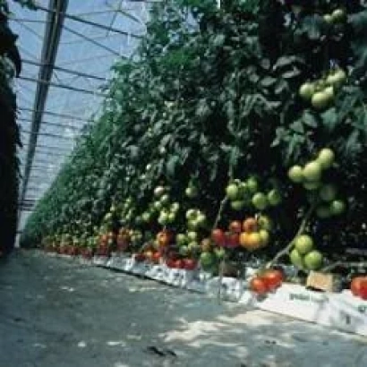 Raissa F1 tomatoes in greenhouse