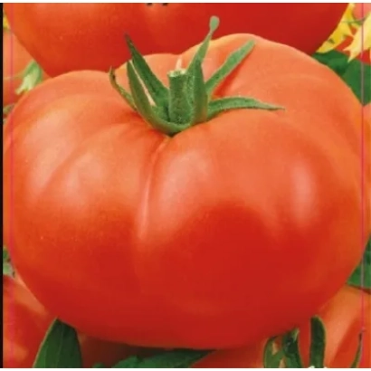 Large red tomato of the Tomato variety against a background of other tomatoes - RAISKOYE NASLADZHENIYE