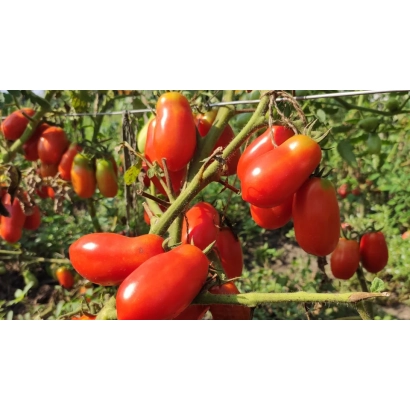 Красные томаты на ветке в поле - РАКЕТА