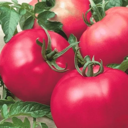 Крупный план красных помидоров на ветке - РАННЯЯ ЛЮБОВЬ