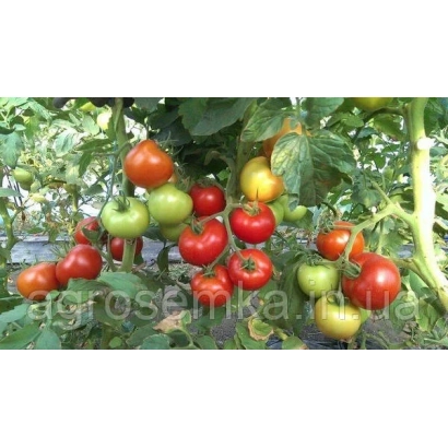 Томаты на кусте, включая красные и зеленые плоды - РАННИЙ 83