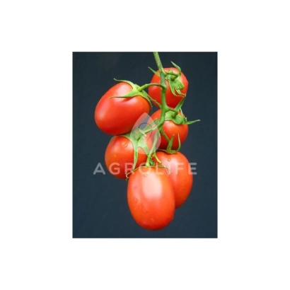 Красные томаты на ветке, логотип AGRO LIFE - Рапит F1