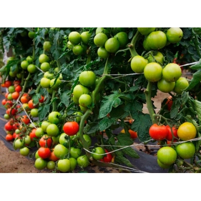 Томаты на кустах в теплице - РАПСОДИЯ НК