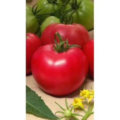 Красные и зеленые томаты на ветвях с листьями и желтыми цветами - Разан