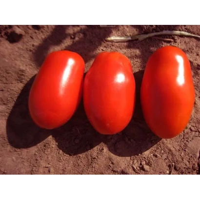 Три красных томата на земле - Реактор