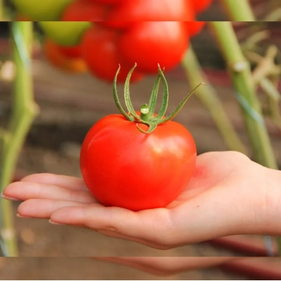 Красный помидор в руке на фоне томатных кустов - Ред Бул