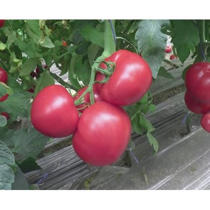 Красные томаты на ветке - Ред Дрим