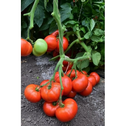 Спелые и зеленые томаты сорта Ред Фентазі на ветке - РЭД ФЭНТАЗИ