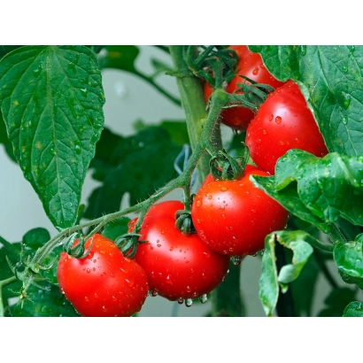 Красные томаты на ветке с зелеными листьями - РЭД ФОРС