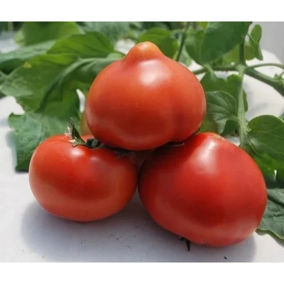 Red Harvest tomatoes on a green leafy background