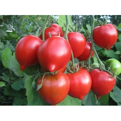 Спелые красные томаты на ветке - РЕД СТАЙЛ