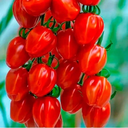 Спелые красные томаты сорта Редетто на ветке