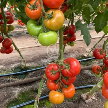 Томати на кущі в теплиці - Редсонні