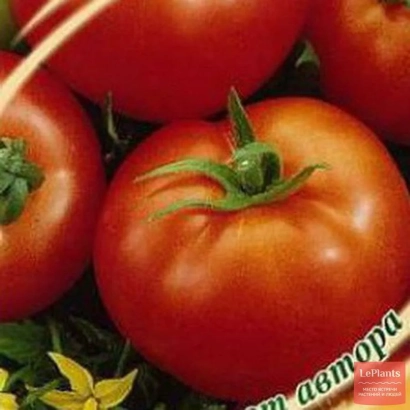 Крупный план спелых красных томатов сорта РЕФЛЕКС