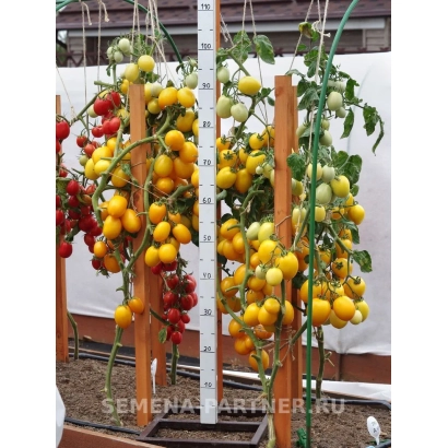 Помидоры сорта РЕНЕССАНС | RENAISSANCE на подвязке