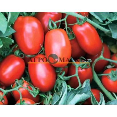 Красные томаты сорта Ретана на ветвях