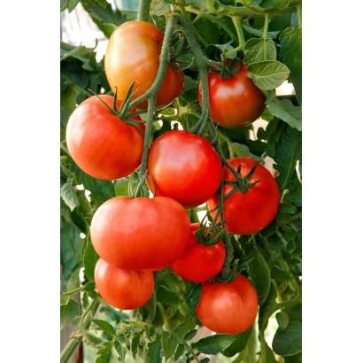 Ripe and unripe tomatoes on a vine - Retro