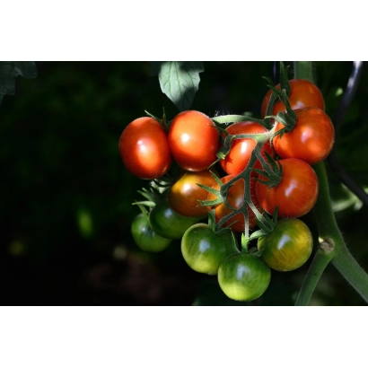 Спелые и зеленые помидоры на ветке - РИГОНДА