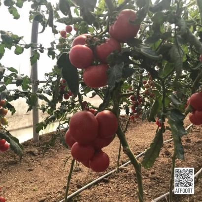 Томаты на кусте в теплице - РОККИА