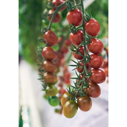 Спелые и незрелые помидоры черри на ветке - Рокси