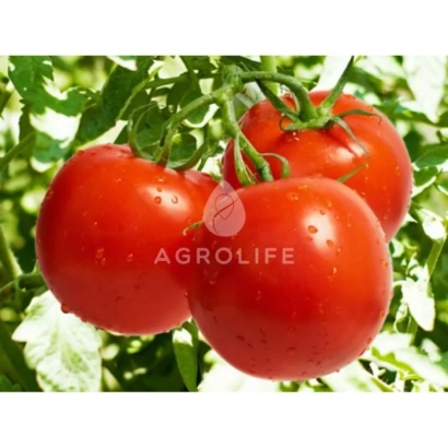 Крупные красные томаты на ветке с логотипом AGROLIFE - Роксолана F1