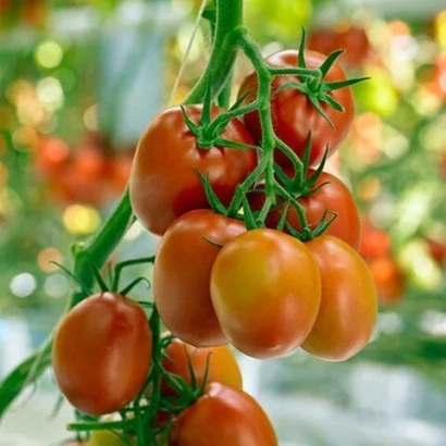 Спелые помидоры на ветке в теплице - РОМИНДО