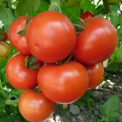 Close-up of ripe red tomatoes on a vine - Ronda
