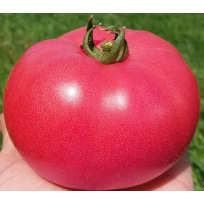 Великий червоний помідор Розалба на долоні на фоні трави