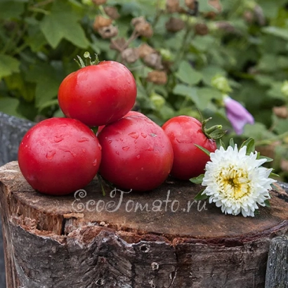 Красные помидоры на деревянном пне с цветами на фоне - РОСАЛИНДА