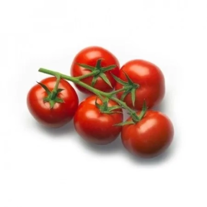 Свежие красные томаты на ветке - Ротерно