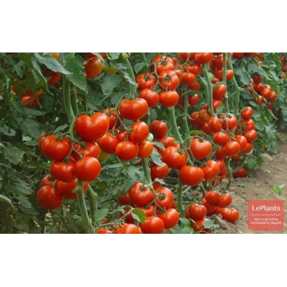 Ripe red tomatoes of the ROTKEPPHEN variety on the vine