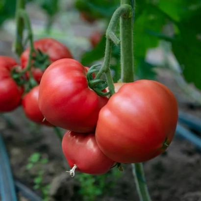 Крупный план красных томатов сорта Роялпинк на кусте