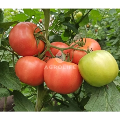 Томаты на кусте с надписью AGROLINE - РОЗАЛЬБА