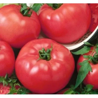 великі червоні помідори сорту Розалетта на фоні зелені